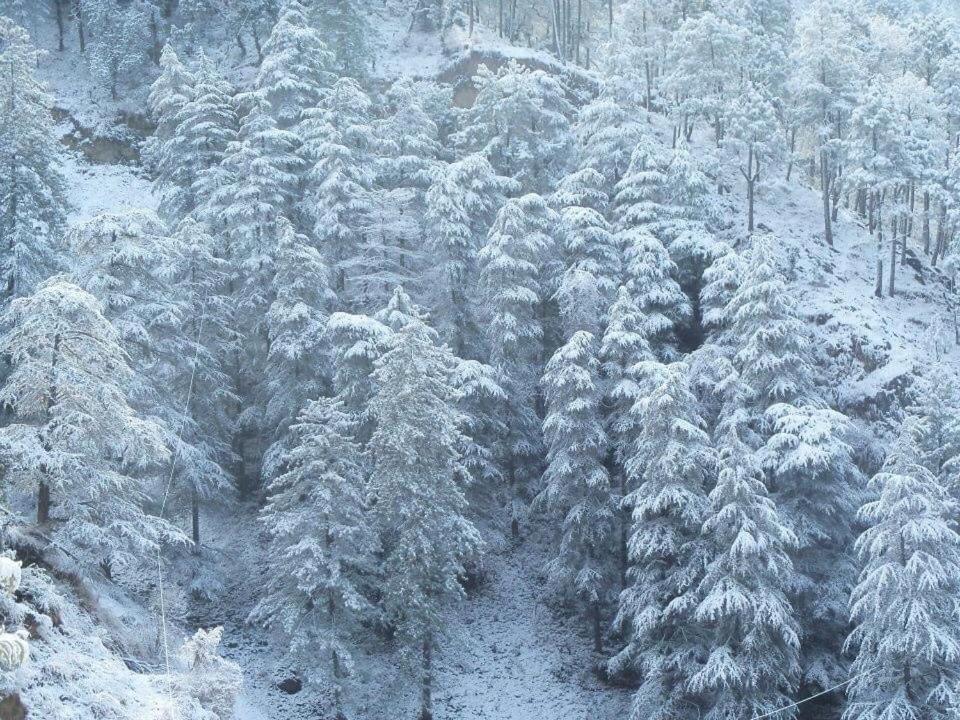 Calm Paradise Shimla Extérieur photo